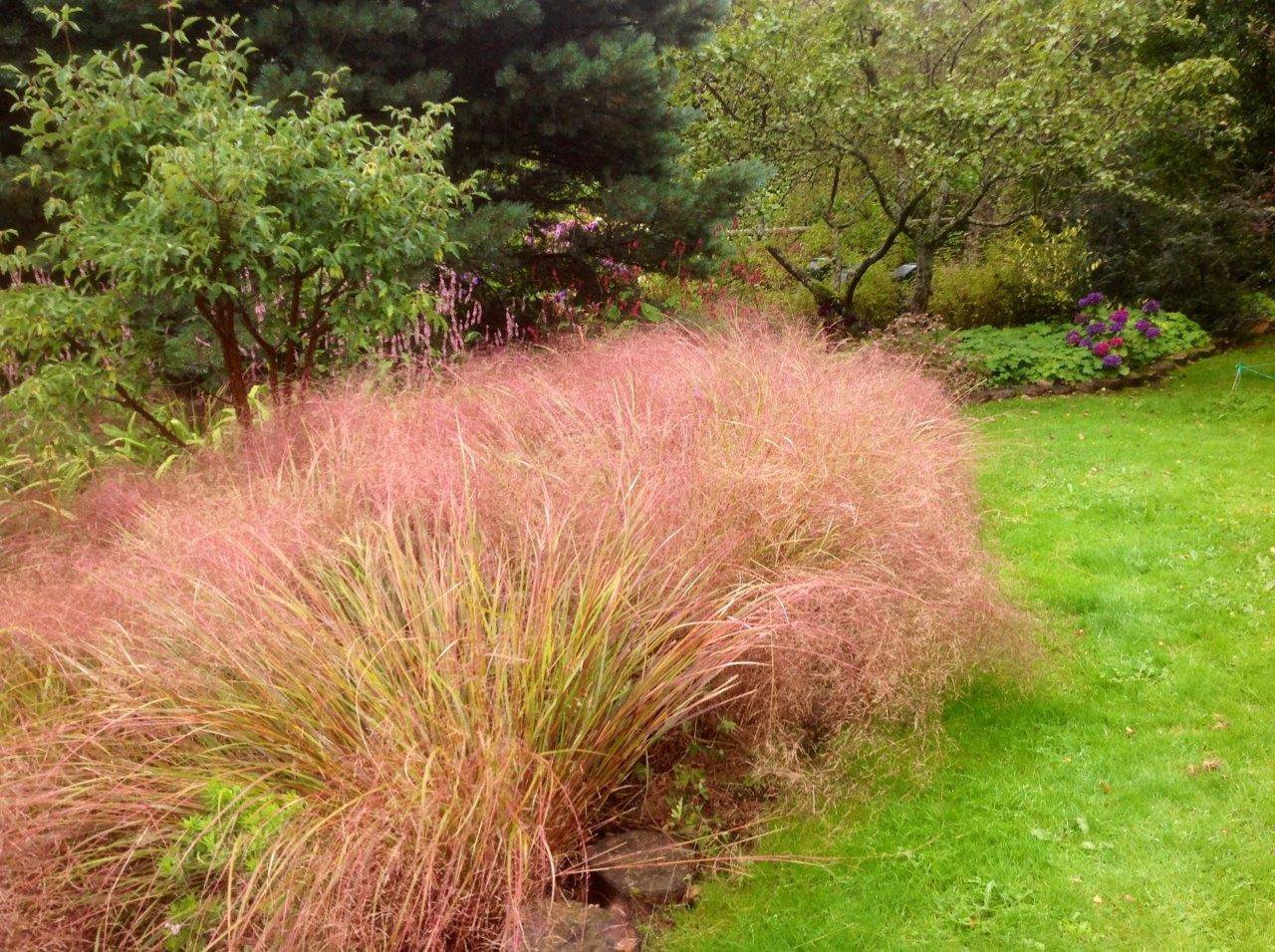 50 Seeds Pheasant's Tail Grass (Anemanthele lessoniana )