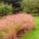 50 Seeds Pheasant's Tail Grass (Anemanthele lessoniana )