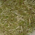 200+ Seeds Alfalfa (Medicago sativa)