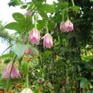 Banana Passionfruit (Passiflora mollissima) 10 Seeds