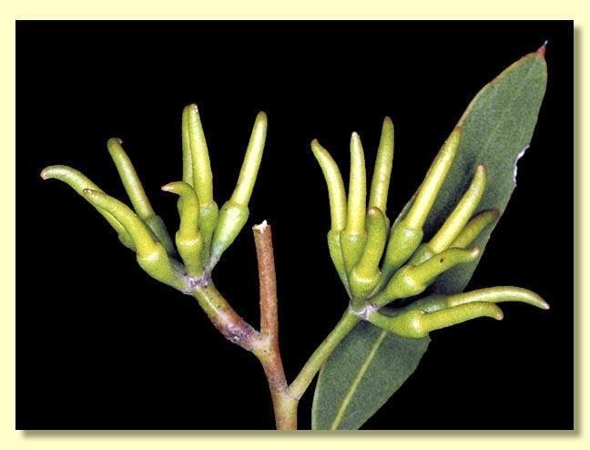 Black Stemmed Mallee (Eucalyptus arachnaea) 50 Seeds