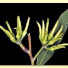 Black Stemmed Mallee (Eucalyptus arachnaea) 50 Seeds