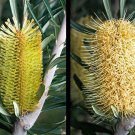 Silver Banksia (Banksia marginata) 5 seeds