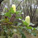 Bull Banksia (Banksia grandis) 10 seeds