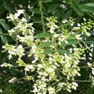 Japanese Pagoda Tree (Sophora japonica) 10 Seeds
