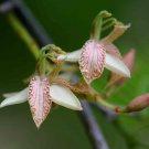 Tamarind (Tamarindus indica) 4 Seeds