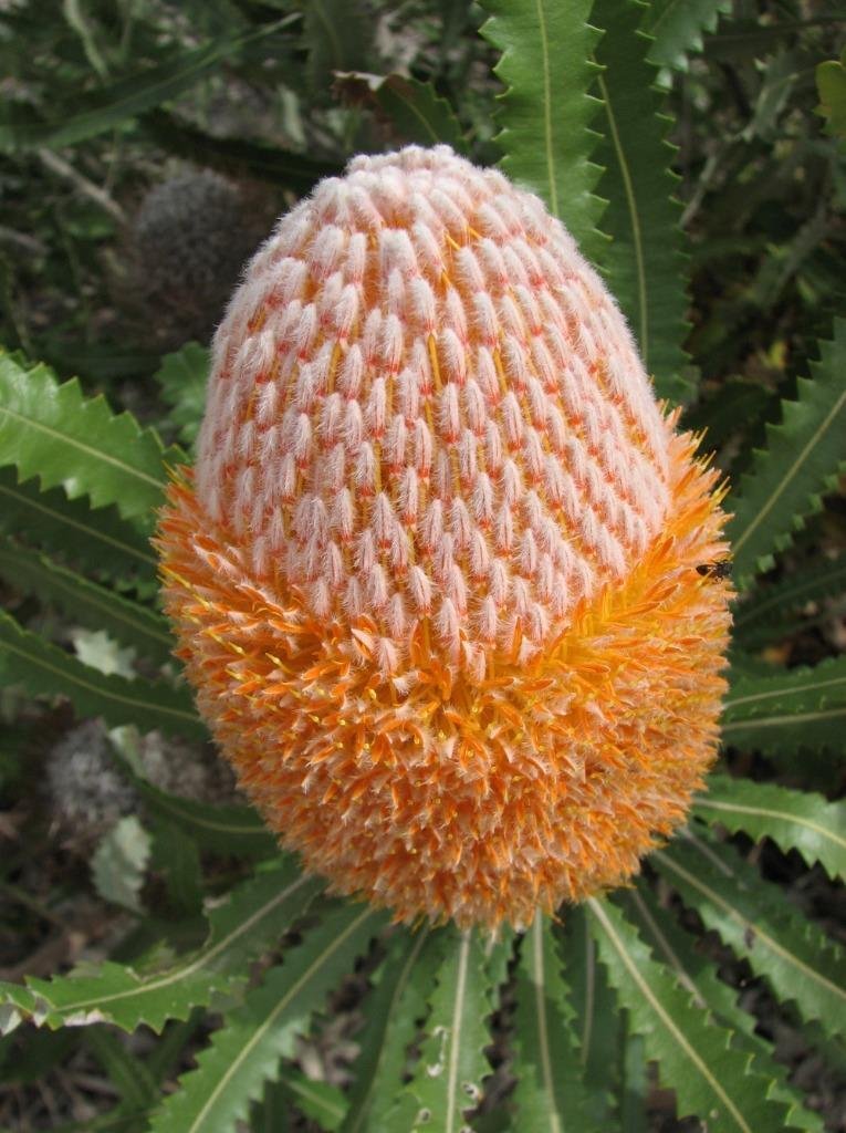 Burdettii Banksia (Banksia burdettii) 5 seeds