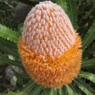 Burdettii Banksia (Banksia burdettii) 5 seeds