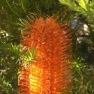 Heath Banksia (Banksia ericifolia var ericifolia) 5 seeds