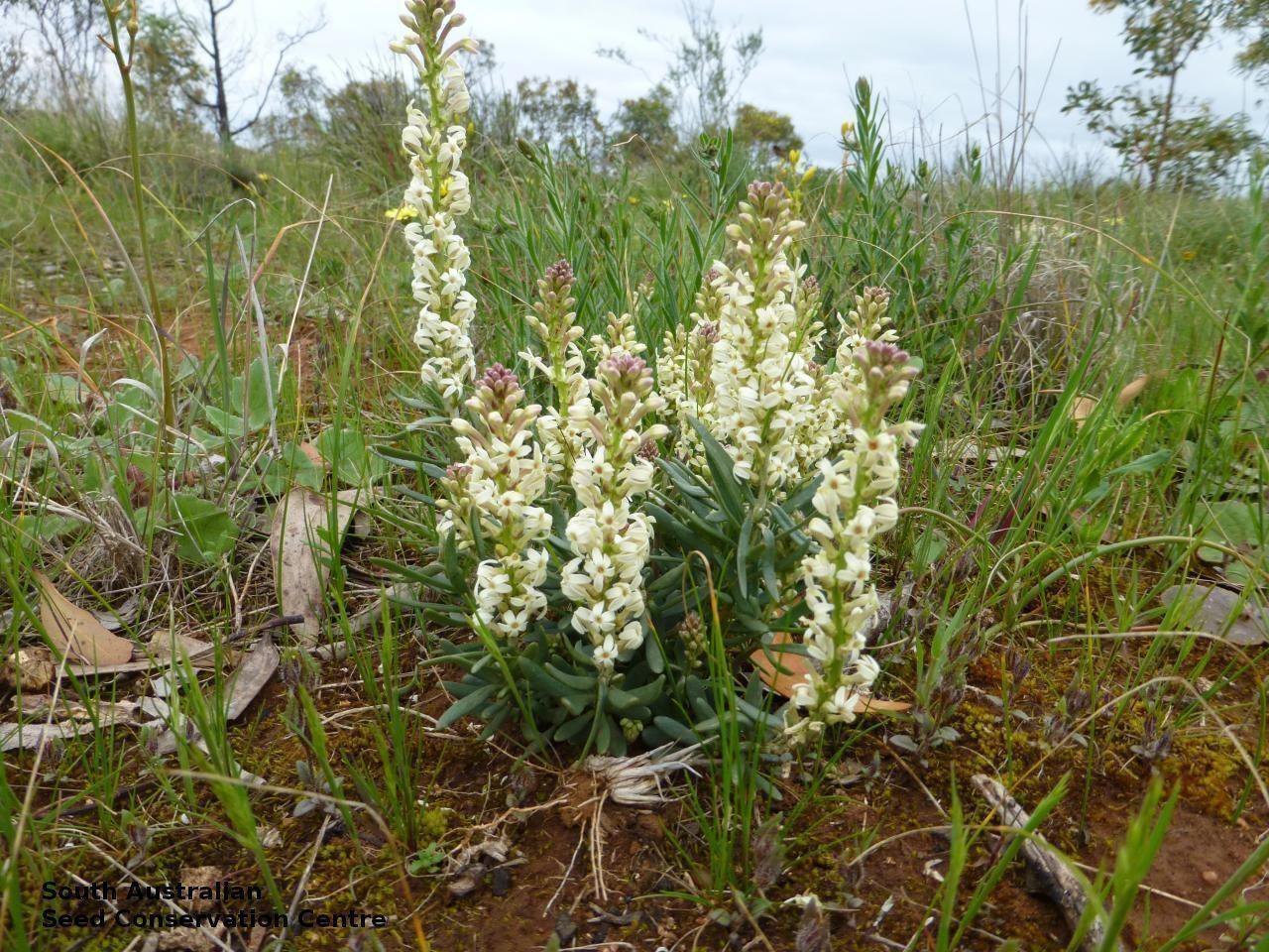 Creamy Candles (Stackhousia monogyna) 20 Fresh Seeds