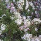 Honeybush (Hakea lissocarpha ) 5 Seeds