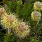 Dainty Banksia (Banksia Pulchella) 10 Fresh Seeds