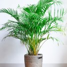 Golden Cane Palm ( Dypsis lutescens) 10 Seeds