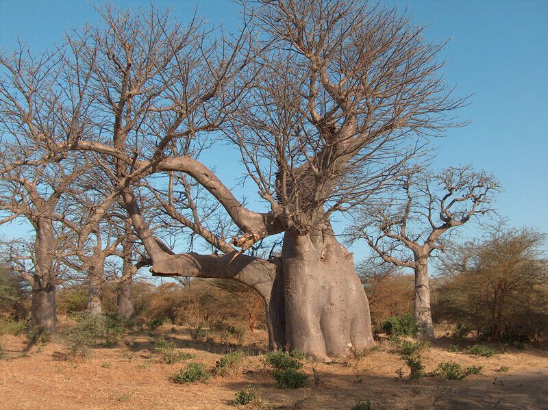 Baobab Tree (Adansonia Digitata ) 5 seeds