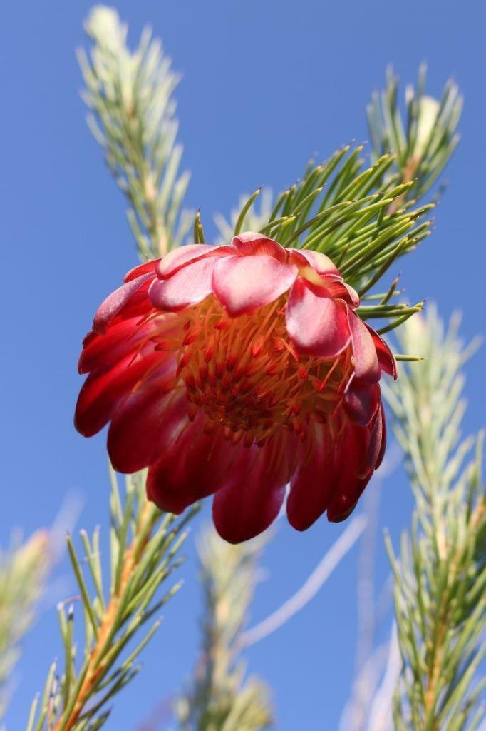 Protea nana 5 seeds