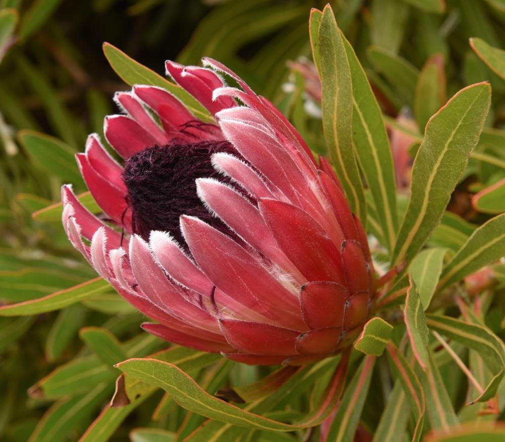 5 seeds Stink Leaf Sugar bush (Protea susannae)