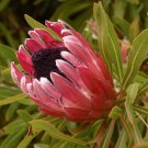 5 seeds Stink Leaf Sugar bush (Protea susannae)