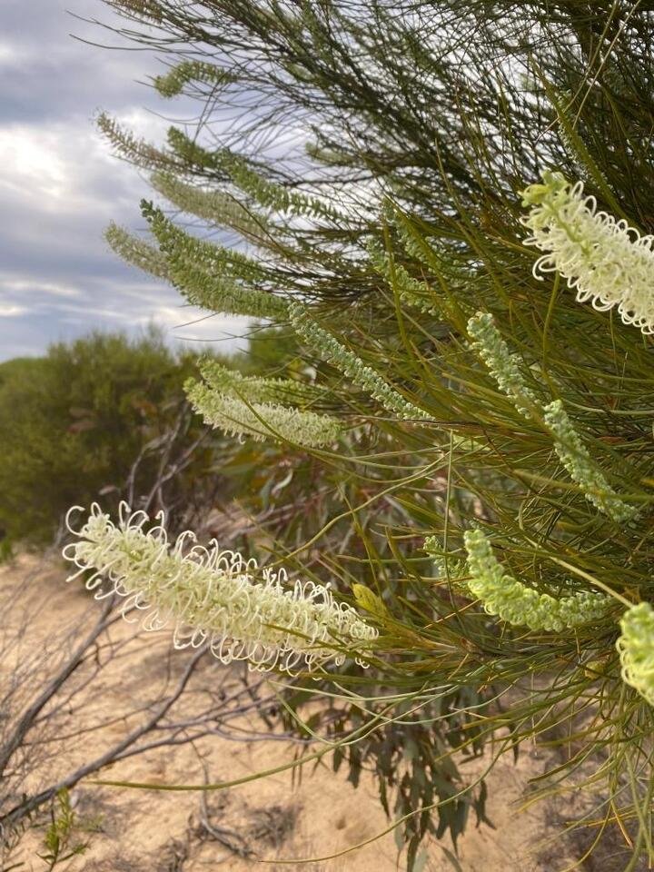 10 seeds Grevillea pterospermai