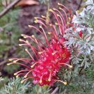 5 seeds GREVILLEA preissii