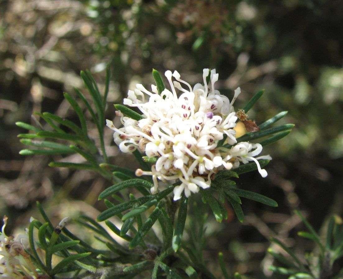 5 seeds GREVILLEA crithmifolia Prostrate