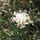 5 seeds GREVILLEA crithmifolia Prostrate