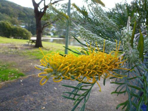 5 Seeds Grevillea Sandra Gordon