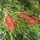 10 Seeds Honeyeater Heaven (Grevillea tetragonoloba)