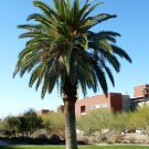 10 Seeds Canary Island Date Palm ( Phoenix canariensis)