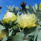 5 seeds Wagon Tree (Protea nitida)