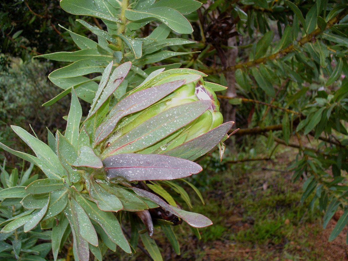5 seeds Apple Green Protea (Protea cononata)