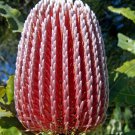 5 Fresh Seeds Firewood Banksia (Banksia Menziesii)