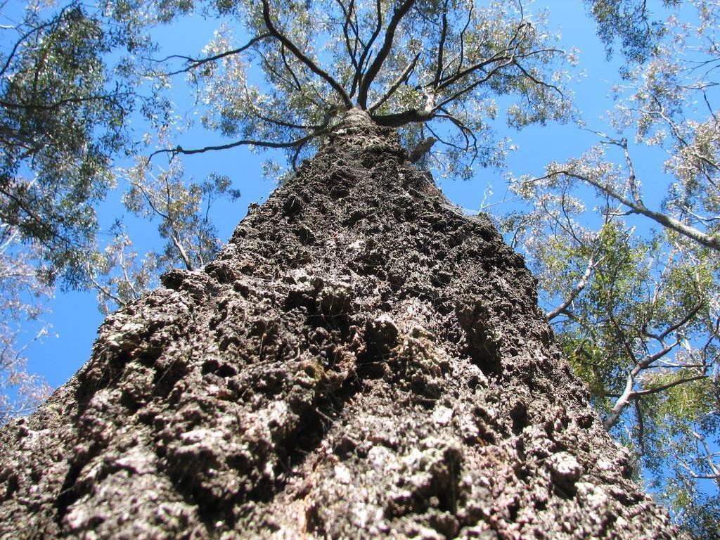 50 seeds Northern Grey Ironbark