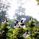 Cat's eye dazzle Black long ears cat 50 seeds