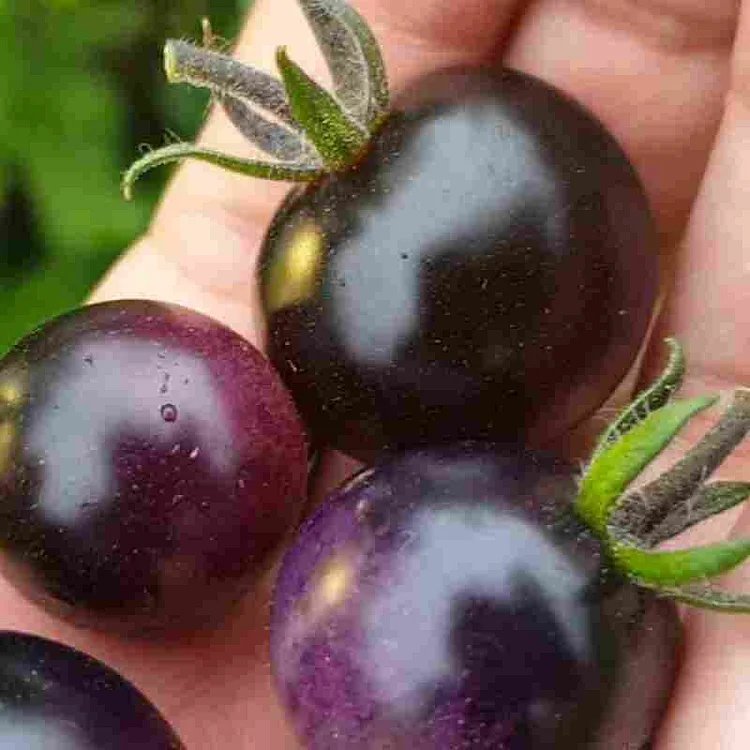 Midnight Snack Cherry Tomato 50 Seeds