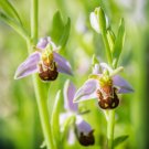 Laughing Bumble Bee Orchid 50 Seeds