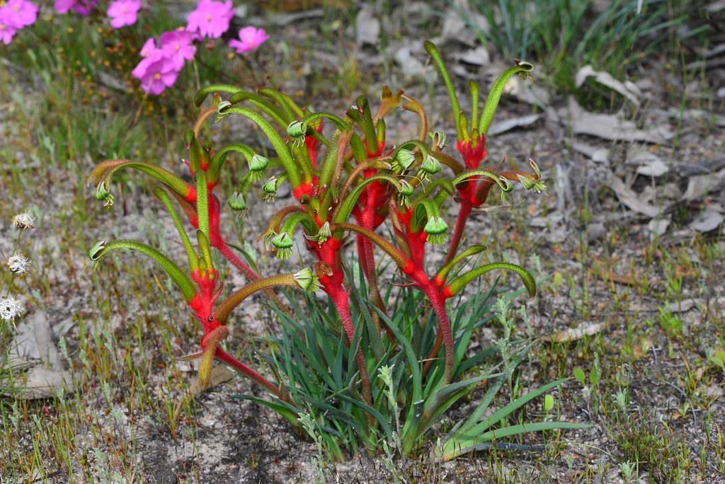20 seeds Two-coloured Kangaroo Paw