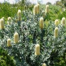 5 seeds Sceptre Banksia