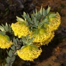 10 seeds Scented Banjine