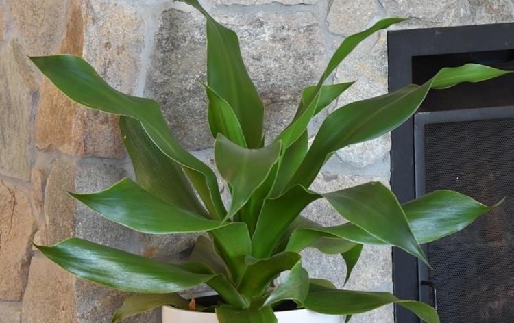 5 seeds South African Dragon Tree