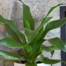 5 seeds South African Dragon Tree
