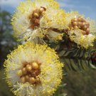 100 seeds Yellow Pom Pom Myrtle