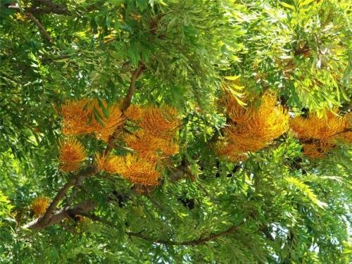 20 seeds Silky Oak