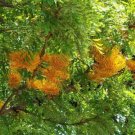 20 seeds Silky Oak