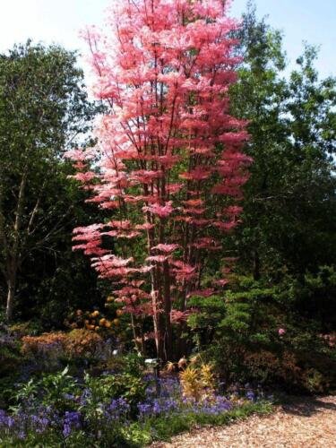 25 seeds Chinese Cedar