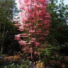 25 seeds Chinese Cedar