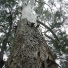 50 seeds Dunn's White Gum