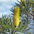 5 seeds Sand Banksia Piara