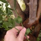 5 seeds Jojoba (Simmondsia chinensis)