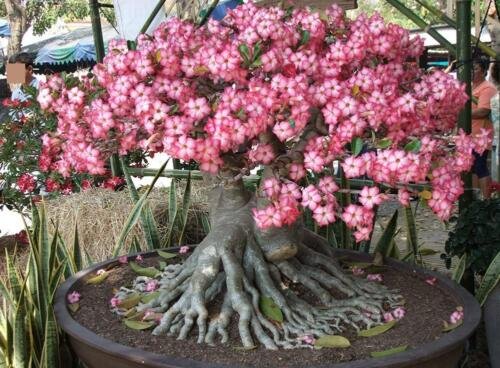 5 seeds random Desert Rose (Adenium Obesum)