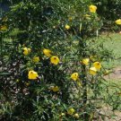 10 seeds Native rosella (Hibiscus heterophllus )